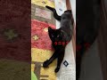 黒猫ジジちゃん　ゆったり！ ねこ くろねこ ねこのいる生活 クロネコ ジジ 京都 黒猫 cat かわいい 癒し