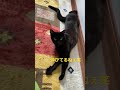 黒猫ジジちゃん　ゆったり！ ねこ くろねこ ねこのいる生活 クロネコ ジジ 京都 黒猫 cat かわいい 癒し