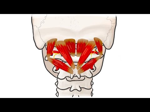 Anatomic Animations 12 Suboccipital Muscles - YouTube