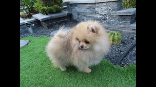 Chiot Nain Pomeranien Black And Tan Bebe Pom