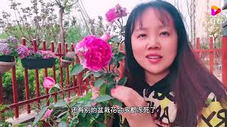 完美的“开花机器”天方夜谭，比牡丹玫瑰还漂亮，比柠檬还清香