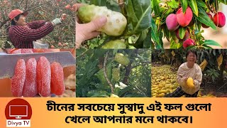 দুনিয়ায় চীনের সেরা ৩ সেরা স্বাদযুক্ত ফল। Famous Fruits | Divya Tv |