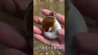 大海終於要退潮，發現一隻藏起來的貓眼螺，還沒來得及擠就焉了！ 【島城豆漿】