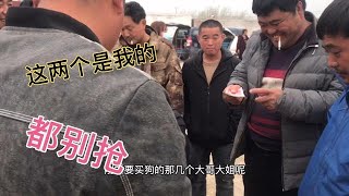 什么马犬这么受欢迎，刚到狗市就被一群狗贩围住，狗贩抢狗真热闹