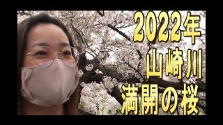 【山崎川の桜】愛知県人気NO.6！日本さくら名所100選！