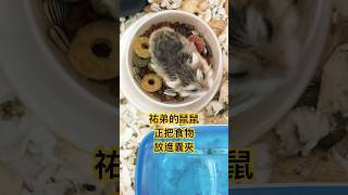 祐弟的鼠鼠在備糧｜有人知道這是什麼品種的老鼠嗎？ #鼠鼠 #餵食