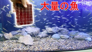 日本淡水魚水槽90cm立ち上げ前夜 流木レイアウト 日淡90水槽 1