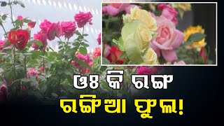 ଓଃ କି ରଙ୍ଗ ରଙ୍ଗିଆ ଫୁଲ! | Odisha Reporter