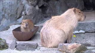 カピバラ20＠伊豆シャボテン公園