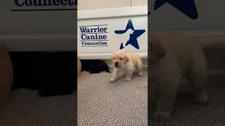 WCC #Shorts: Wrinkly and Bumbly! #furtheloveofveterans #youtubeshorts #puppy #dogs #cute