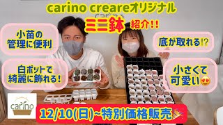 【多肉植物】オリジナルミニ鉢紹介‼️【carino creare】