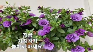 지금 가지치기 놓치지 마세요/슈퍼벨/목마가렛