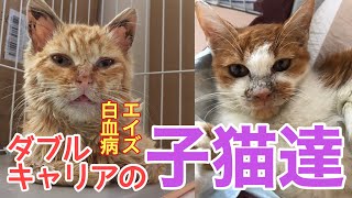 【白血病・猫エイズ】【保護猫】ダブルキャリアの子猫たち