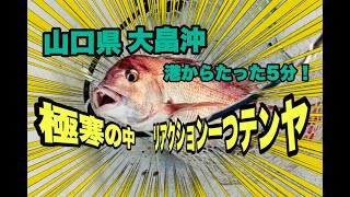 【大寒波】たった5分のポイントで真鯛、青物、多彩なゲストが！