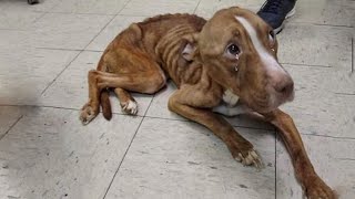 Skinny Pit Bull Starving On The Street Amazing Recovering After Being Rescued