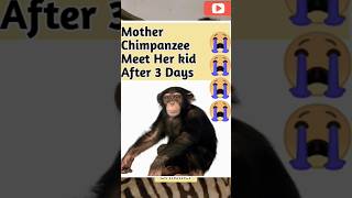 Please🙏Don't Cry😭😭#motherslove #chimpanzee #mothers #love # #shorts #trending #viral #top10 #animals