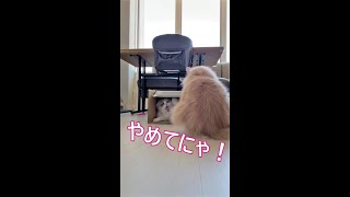 #Shorts　【サイベリアン猫】毎日ダンボール争い