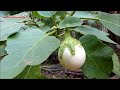 white eggplant