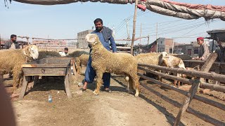 Big size Mundra chatra kamal bhi ka mall top quality mundre chatre | bakra mandi gujranwala