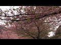 2018.3.7 第20回まつだ桜まつり