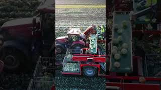 Cabbage Harvest #caseih #harvest #grimme #tractor #farming #agriculture #drone #dji #new #subscribe