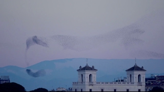 Amazing Starlings Murmuration