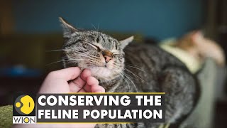 City administrators of US capital commission cat census | Feline Population | World News