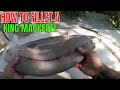 HOW TO FILLET A KING MACKEREL ( KING FISH )