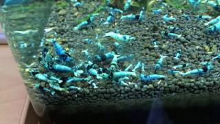 Blue bolt x blue shadow masura breeding tank