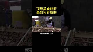 科普：顶级美食鹅肝是如何养成的？