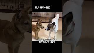 野犬のロッキー9日目