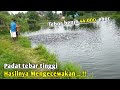 Tebar ideal ikan nila kolam tanah || jumlah pakan ikan nila sampai panen