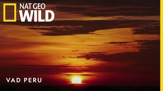 Vad Peru novemberben | Nat Geo Wild