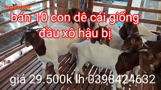 bán bầy dê cái giống hậu bị đầu xô 10 con giá 29.500k lh 0398424632