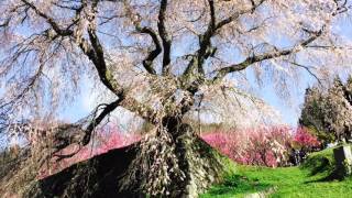 奈良 桜 花見 室生 大野寺 又兵衛の桜 枝垂れ桜