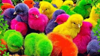 Wadidau‼️Ayam Lucu, ayam warna warni, ayam rainbow, kelinci lucu, bebek lucu, ikan koi, Hewan Lucu