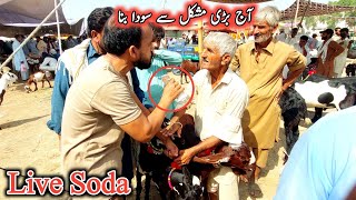 Nagar \u0026 Black Beetal Patho Ka Live Soda-Beetal Goats Sahiwal Mandi 2024 #livemandiupdate #livesoda