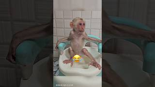 छोटे बंदर का लाड़-प्यार बदल गया 😂 little monkey's pamper changed #viral #shorts #monkey