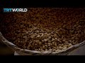 Climate change threatens coffee yield | Money Talks