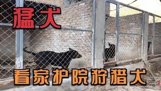 天性凶猛的耀州红犬，看家护院狩猎护卫犬，攻击性智商都高来看下