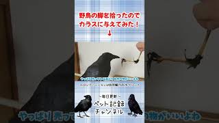 カラスに野鳥の脚を与えるアホ