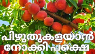 പീച്ച് ❤️മരം  തന്ന ഒരു അത്ഭുത അനുഭവം/ മറക്കാനാവാത്ത ഓമ്മകൾ ചില മരങ്ങൾ തരും❤️