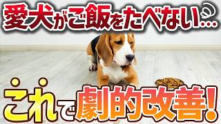 愛犬がごはんを食べない時、これで劇的に改善します！