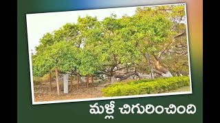 Special story on pillalamarri tree in mahabubnagar district