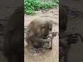 Love-monkey LOUY and LEXI nice🌺💐MB1 #monkeys #viral #animals #shortsvideo #monkey #monkeyvideo