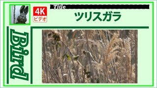 【4K】ツリスガラ　～葦の原っぱでちょこちょこと餌探し～　20200312　Bird　野鳥