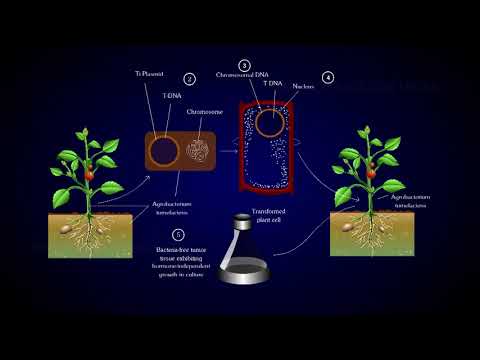 Why does monocot plants are not infected by Agrobacterium?