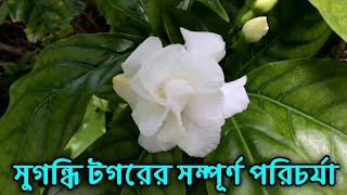 সুগন্ধি টগর,প্রতিস্থাপন ও সম্পূর্ণ পরিচর্যা