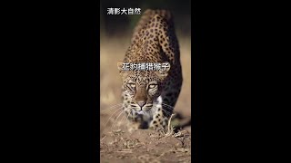 花豹上樹捕獵猴子 #看動物世界品百味人生 #野生動物零距離