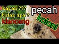 tanda2 lebah kelulut itama pecah koloni alami~lebah madu jawa #lebah #lebahmadu #klanceng